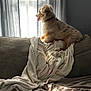 dog, couch, blanket, curtains, window, indoor, pet, fur, light, shadow, relaxing, cozy, home, fabric, tongue, collar, side_view, resting, soft, peaceful
