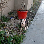 Kona is registered to the contest to win money with this photo: animal, backyard, black_and_white, bucket, concrete, curious, dog, garden, grass, gravel, nature, outdoor, pet, plant, puppy, sidewalk, small, tap, walkway, young_dog