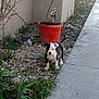 animal, backyard, black_and_white, bucket, concrete, curious, dog, garden, grass, gravel, nature, outdoor, pet, plant, puppy, sidewalk, small, tap, walkway, young_dog