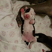 Lu is registered to the contest to win money with this photo: animal, baby_animal, black_and_white, closeup, cozy, cute, dog, domestic_animal, floral_sheet, fur, lying_down, mammal, newborn, paw, pet, pink_paw, puppy, resting, sleep, sleeping