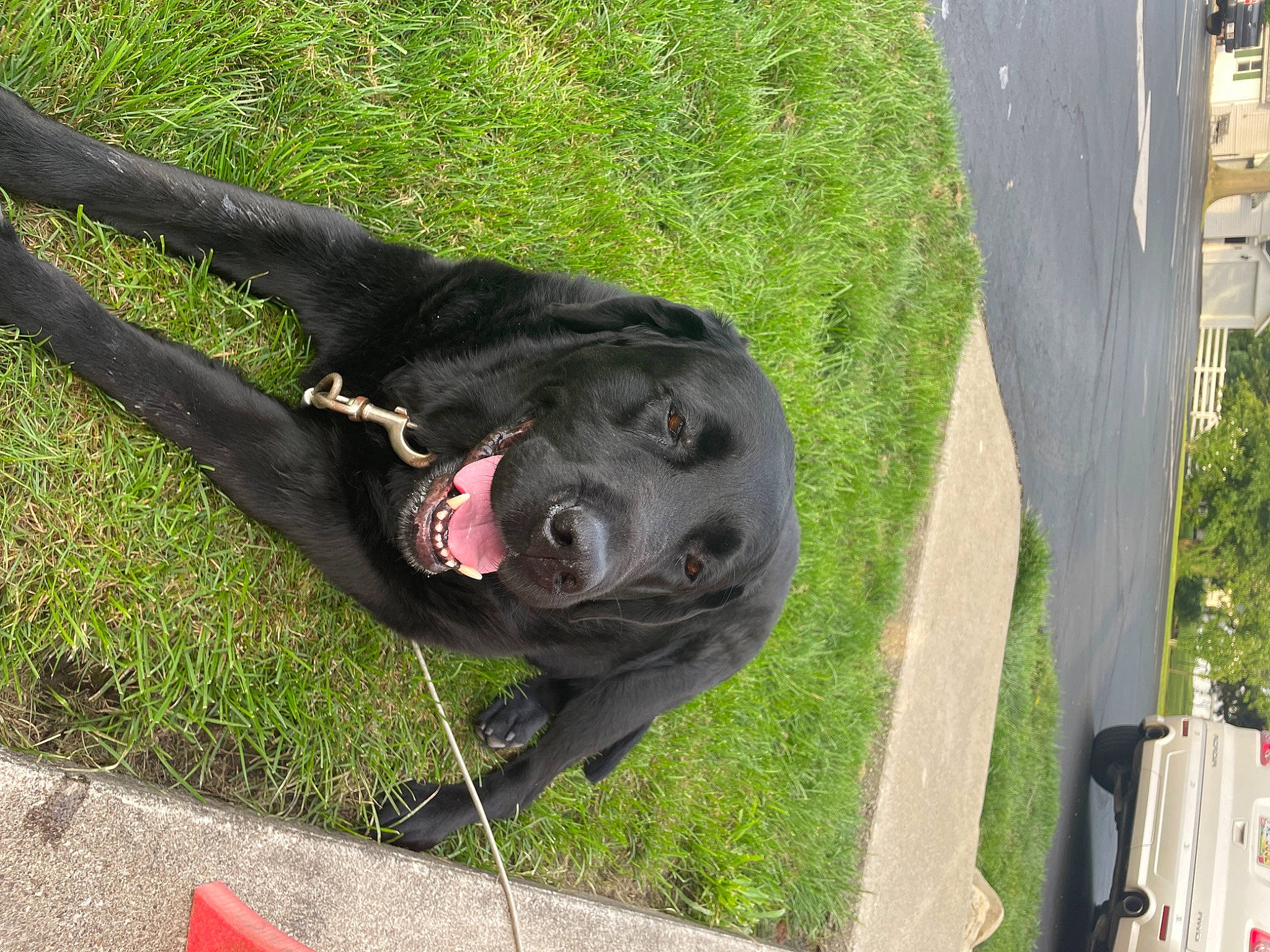 Tami is registered to the contest to win money with this photo: borador, canidae, carnivore, collar, companion_dog, dog, dog_breed, dog_collar, fur, grass, gun_dog, leash, mammal, non_sporting_group, plant, snout, sporting_group, tail, tree, working_animal