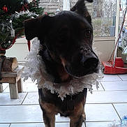 Maxy a rejoint le concours — aidez-le/la à gagner de superbes lots ! dog, dog_breed, dog_breed_group, dog_like_mammal, snout