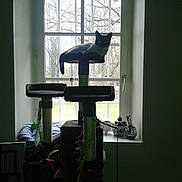 Simba a rejoint le concours — aidez-le/la à gagner de superbes lots ! furniture, house, table, technology, window