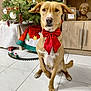 dog, christmas_tree, red_bow, holiday_decorations, train_set, floor_tiles, wooden_cabinet, indoor, pet, festive, toy_train, christmas_ornaments, holiday_season, home_interior, decorative_tree_skirt, brown_dog, sitting, paw, festive_bow, holiday_vibes