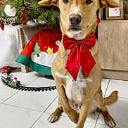 Ange participe au concours pour gagner de l'argent avec cette photo : bow_tie, brown_dog, christmas, christmas_tree, cute, decorations, dog, domestic_animal, festive, floor_tiles, holiday, holiday_decor, indoor, ornaments, pet, photography, red_bow, sitting, toy_train, wooden_cabinet