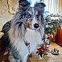animal, blue_eye, brown_eye, canine, christmas_tree, couch, curtains, decorations, dog, fur, furniture, heterochromia, houseplant, indoor, living_room, ornaments, pet, poinsettia, shetland_sheepdog, tile_floor