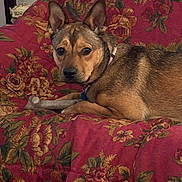 Radar joined the competition — help win amazing prizes! dog, pet, canine, portrait, lying_down, indoors, blanket, floral_pattern, couch, furniture, brown_fur, pointed_ears, collar, chew_bone, relaxed, looking_at_camera, close_up, home, cozy, animal
