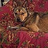 dog, pet, canine, portrait, lying_down, indoors, blanket, floral_pattern, couch, furniture, brown_fur, pointed_ears, collar, chew_bone, relaxed, looking_at_camera, close_up, home, cozy, animal