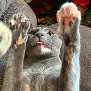 Petunia is registered to the contest to win money with this photo: cat, gray_cat, pet, animal, paw, paws, toe_beans, blep, tongue, lying_down, back, playful, funny, cute, whiskers, fur, green_eyes, indoor, couch, portrait