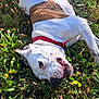 Perle participe au concours pour gagner de l'argent avec cette photo : animal, boxer, bulldog, canine, dog, frenchbulldog, grass, leaf, pet, pitbull, plant, puppy, soil, whitedog