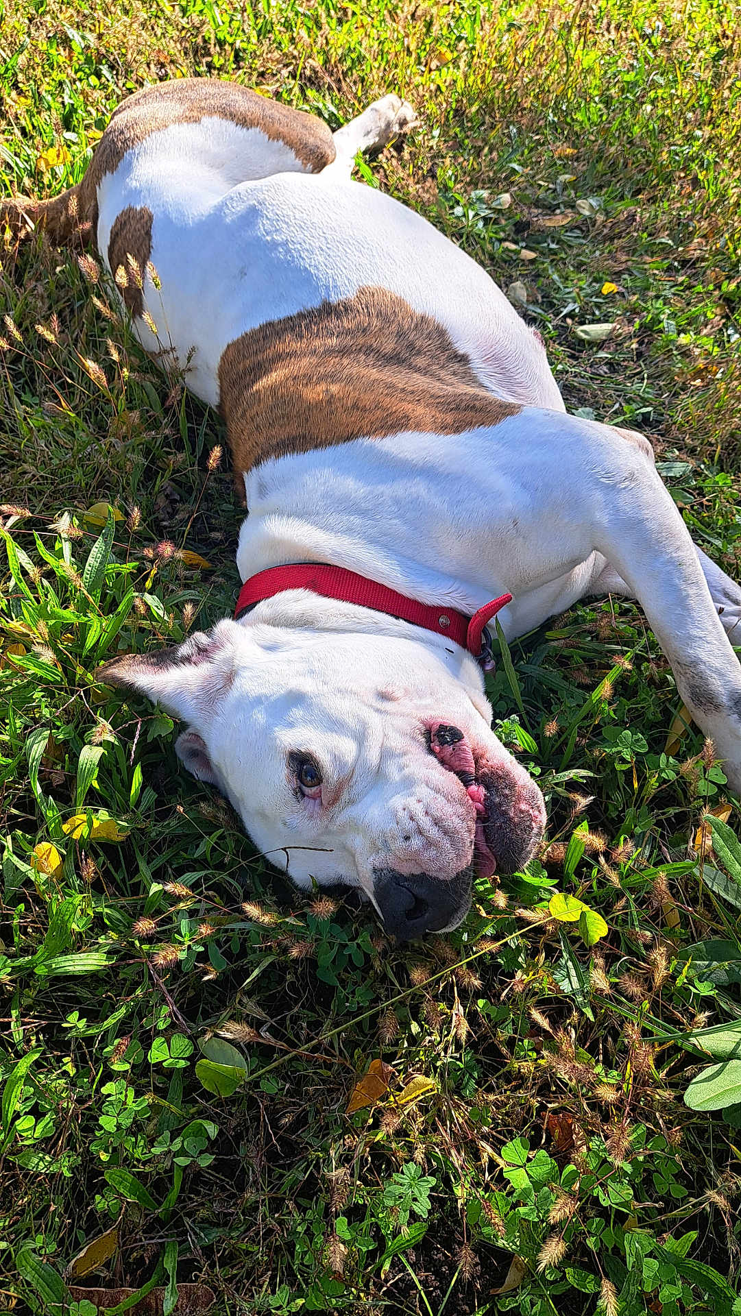 Perle participe au concours pour gagner de l'argent avec cette photo : animal, boxer, bulldog, canine, dog, frenchbulldog, grass, leaf, pet, pitbull, plant, puppy, soil, whitedog