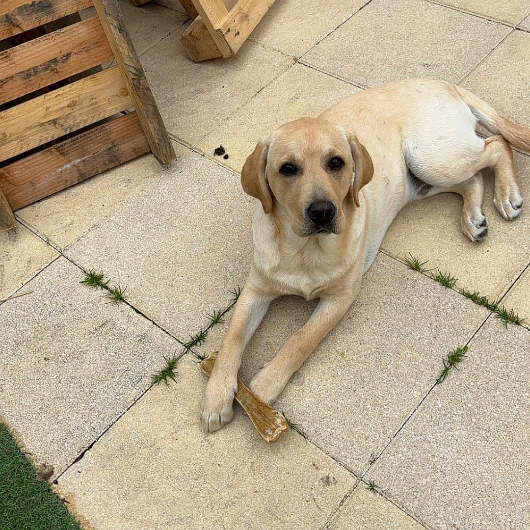 Pouf participe au concours pour gagner de l'argent avec cette photo : dog, labrador, retriever, pet, canine, lying_down, outdoor, patio, paving_stones, wooden_pallets, chew_bone, cream_coat, floppy_ears, dark_eyes, nose, grass, backyard, relaxed, looking_at_camera, animal_portrait