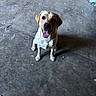 Pouf participe au concours pour gagner de l'argent avec cette photo : dog, labrador, yellow_labrador, pet, animal, sitting, happy, smiling, panting, tongue, floppy_ears, brown_eyes, fur, short_hair, collar, concrete_floor, indoor, industrial, portrait, friendly