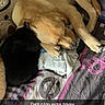 Pouf participe au concours pour gagner de l'argent avec cette photo : dog, cat, pet, puppy, black_cat, golden_dog, sleeping, cuddling, snuggling, brothers, animals, indoor, bed, blanket, laundry_basket, cozy, cute, resting, vertical_photo, text_overlay