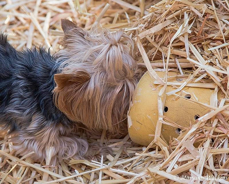 Bea is registered to the contest to win money with this photo: bird_nest, companion_dog, dog, dog_breed, egg, fawn, grass, hay, liver, mammal, nest, soil, straw, terrestrial_animal, terrier, toy_dog, twig, vertebrate, water_dog, wood