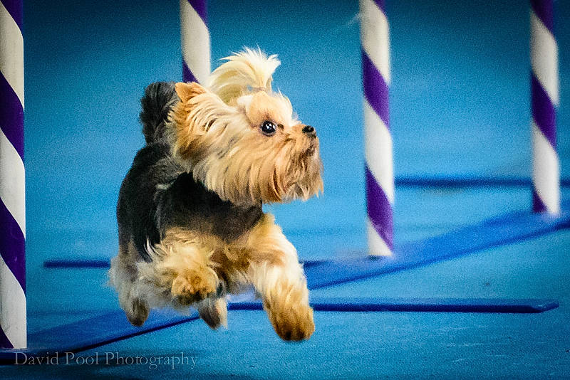 Bea is registered to the contest to win money with this photo: australian_terrier, biewer_terrier, canidae, carnivore, companion_dog, dog, dog_breed, dog_supply, electric_blue, fur, non_sporting_group, small_terrier, snout, sporting_group, terrier, toy_dog, yorkipoo