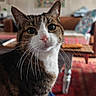 animal, carpet, cat, close_up, couch, curious, cute, domestic, eyes, face, fur, furniture, home, indoor, living_room, pet, pillow, tabby, table, whiskers