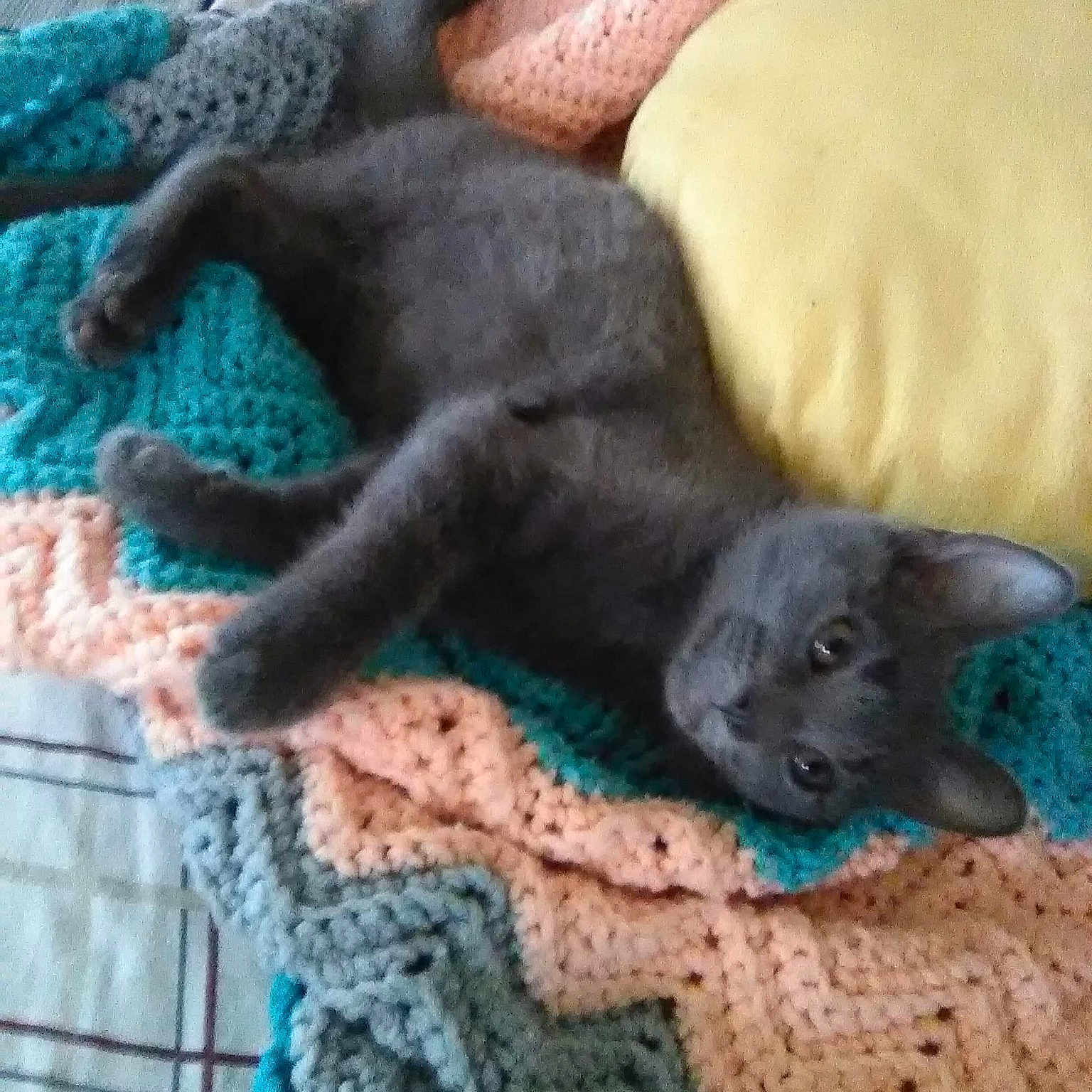 Zeta joined the competition — help win amazing prizes! black_cat, british_shorthair, burmese, carnivore, cat, chartreux, cornish_rex, devon_rex, domestic_short_haired_cat, felidae, german_rex, kitten, korat, mammal, oriental_shorthair, russian_blue, small_to_medium_sized_cats, tail, vertebrate, whiskers