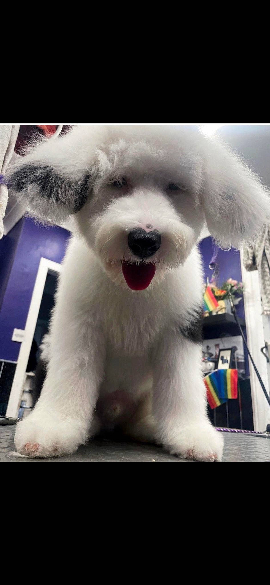 Ozzy is registered to the contest to win money with this photo: canidae, carnivore, collar, companion_dog, dog, dog_breed, dog_collar, event, fang, fur, non_sporting_group, paw, shelf, snout, sporting_group, terrestrial_animal, toy_dog, working_animal