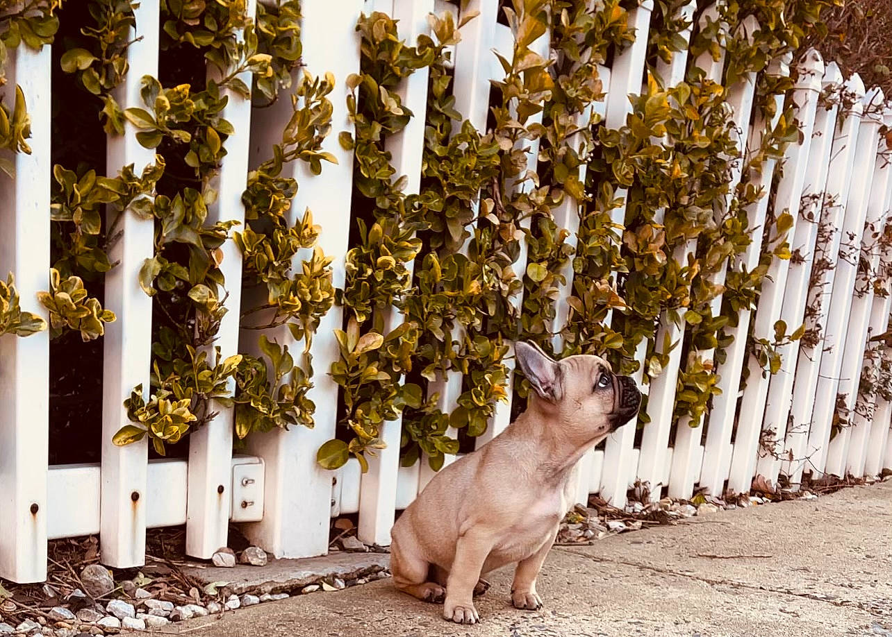 Chloe is registered to the contest to win money with this photo: carnivore, cat, city, dog_breed, fawn, felidae, fur, grass, metal, plant, road_surface, small_to_medium_sized_cats, snout, tail, terrestrial_animal, tree, trunk, twig, whiskers, wood