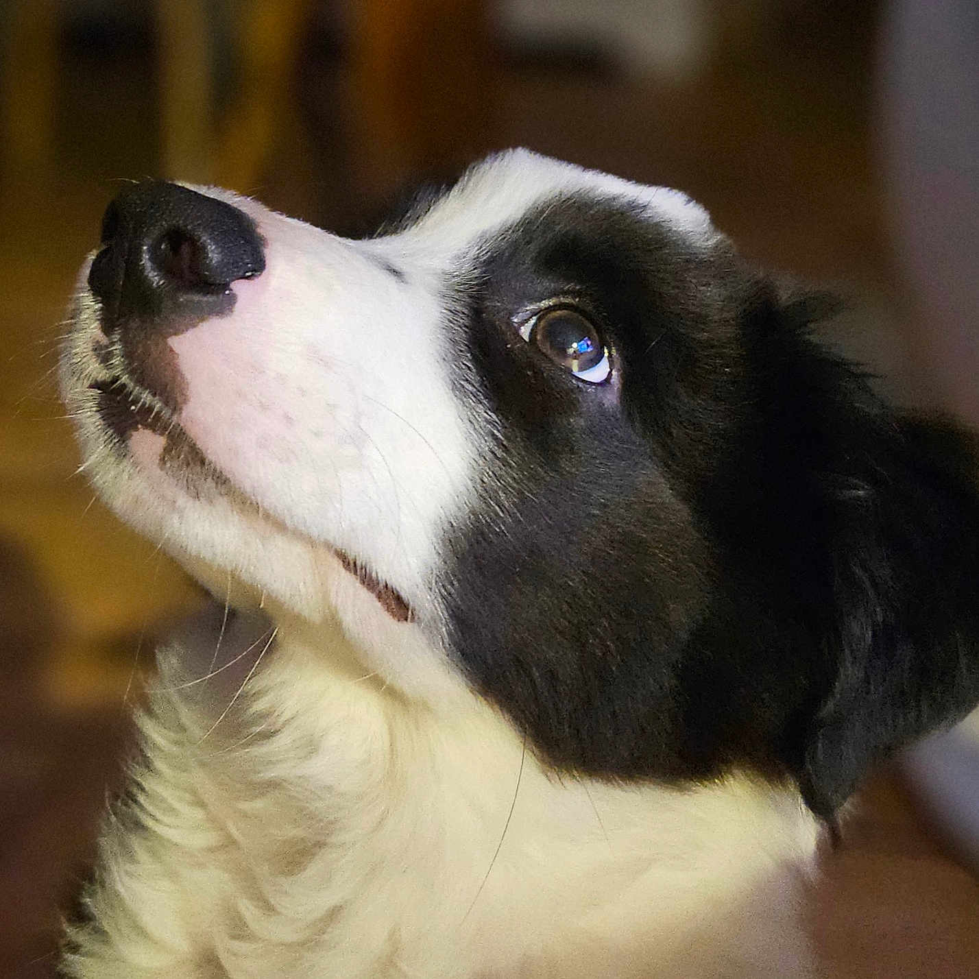 Vasko participe au concours pour gagner de l'argent avec cette photo : animal, canine, cockerspaniel, collie, dog, eskimodog, hound, husky, indoors, labradorretriever, person, pet, pointer, puppy, saintbernard, sleeping, snout, whitedog