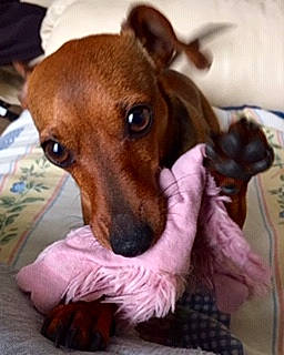 Opale a rejoint le concours — aidez-le/la à gagner de superbes lots ! canidae, carnivore, collar, comfort, companion_dog, dog, dog_bed, dog_breed, dog_supply, ear, fawn, fur, liver, paw, pet_supply, snout, sporting_group, toy_dog, whiskers, working_animal