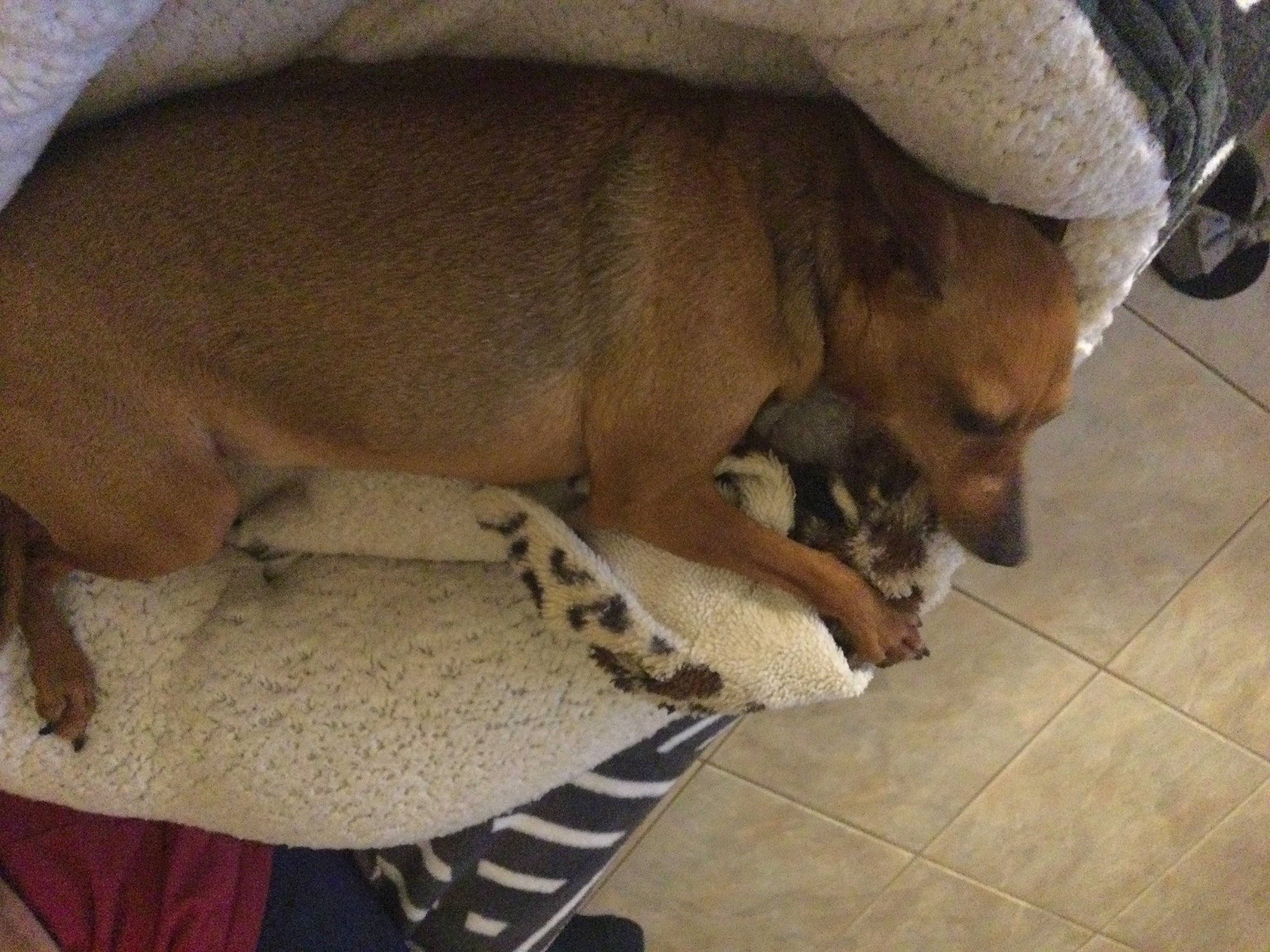 Opale participe au concours pour gagner de l'argent avec cette photo : carnivore, comfort, companion_dog, dog, dog_bed, dog_breed, dog_supply, fawn, flooring, fur, nap, non_sporting_group, paw, pet_supply, tail, terrestrial_animal, tire, wheel, whiskers, working_animal