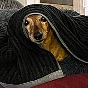 Opale a rejoint le concours — aidez-le/la à gagner de superbes lots ! animal, blanket, canine, dog, hound, pet, puppy