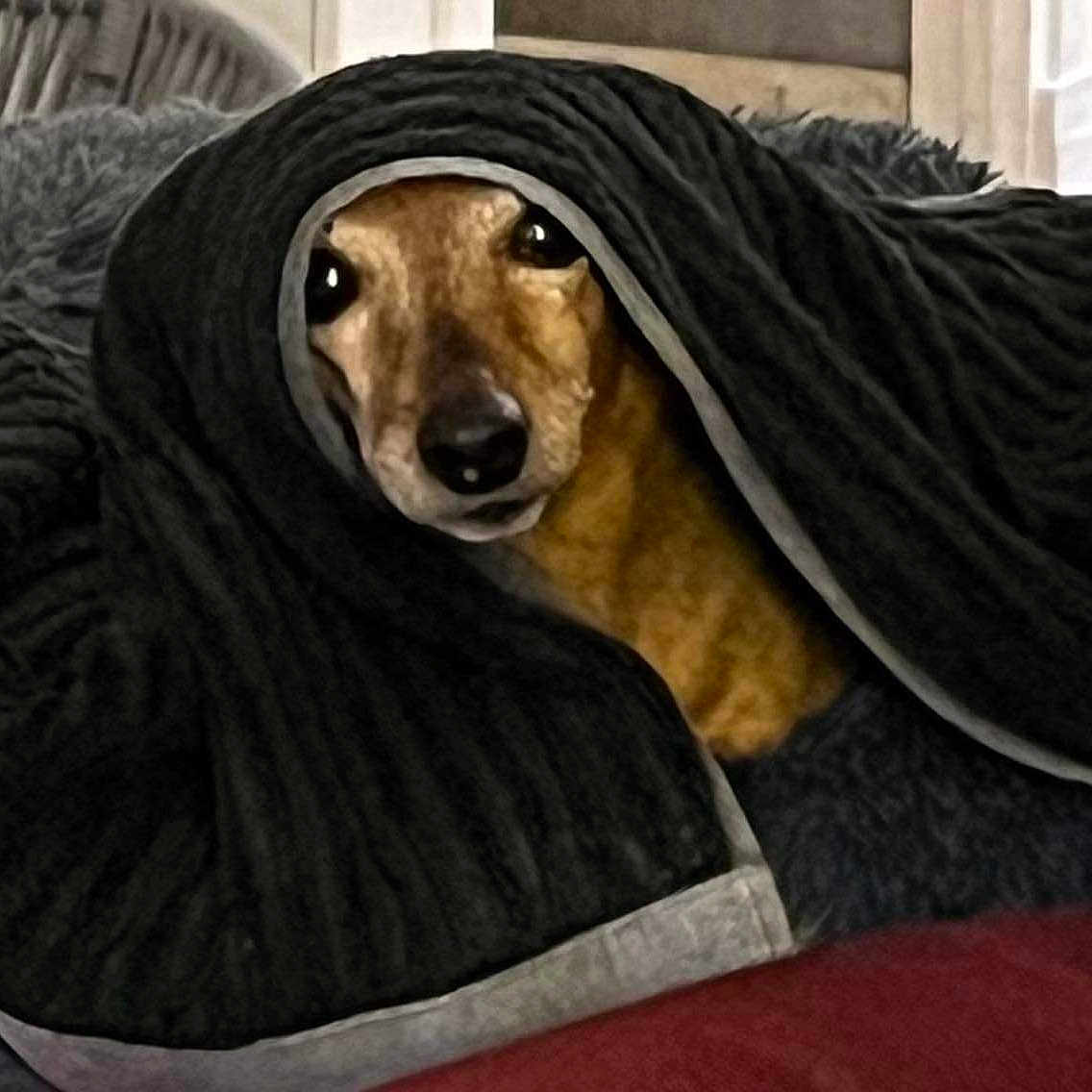 Opale a rejoint le concours — aidez-le/la à gagner de superbes lots ! animal, blanket, canine, dog, hound, pet, puppy