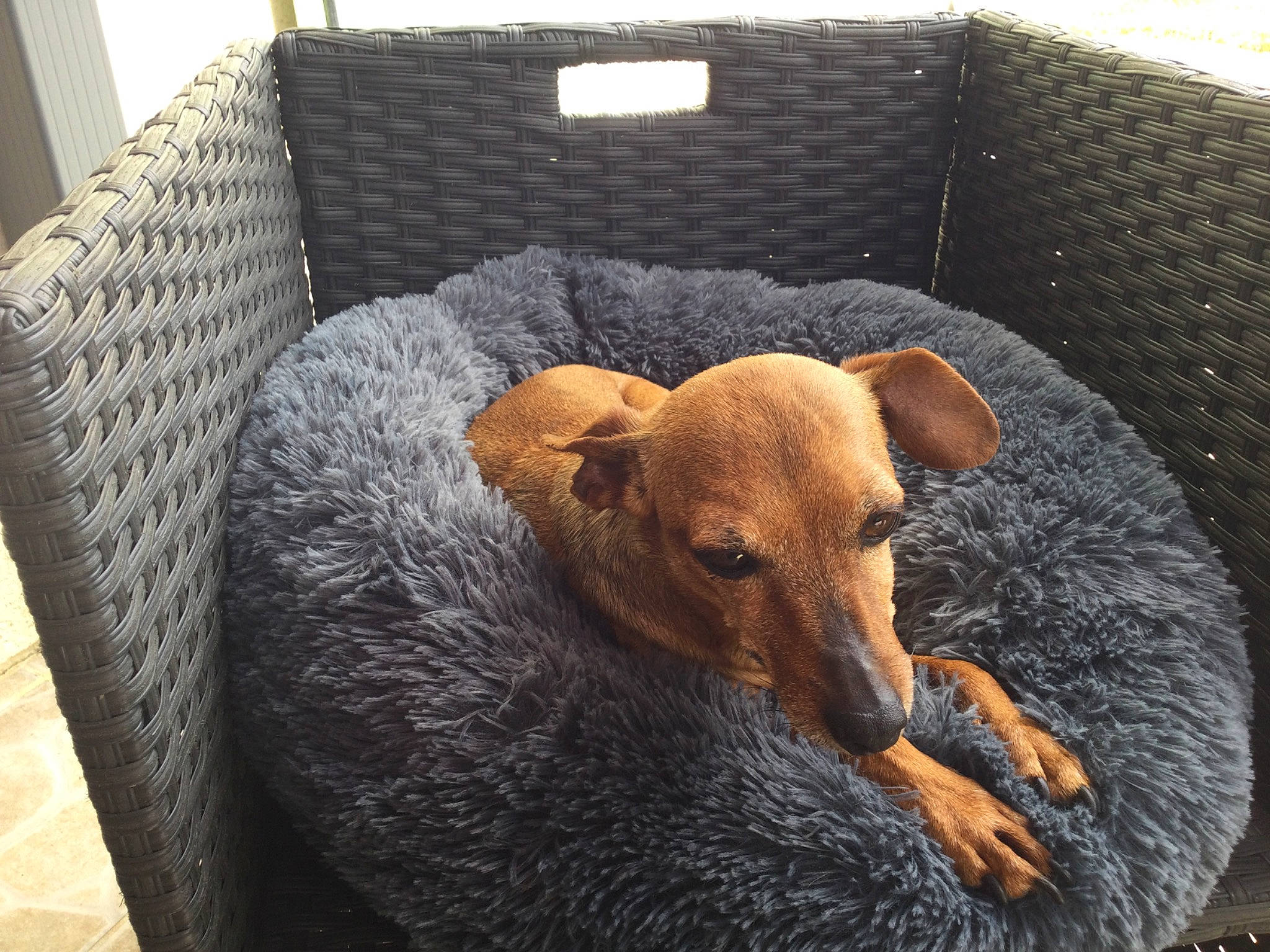 Opale participe au concours pour gagner de l'argent avec cette photo : canidae, carnivore, comfort, companion_dog, dog, dog_breed, dog_supply, fawn, flooring, hardwood, linens, pet_supply, rectangle, snout, sporting_group, tail, terrestrial_animal, wicker, wood, working_animal