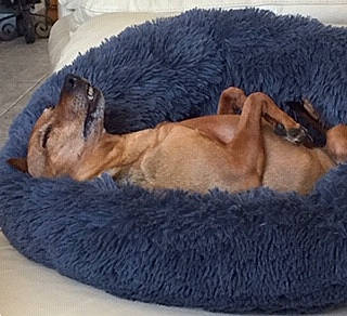 Opale a rejoint le concours — aidez-le/la à gagner de superbes lots ! blanket, canidae, carnivore, comfort, companion_dog, dog, dog_breed, fawn, felidae, fur, giant_dog_breed, linens, nap, paw, sleep, snout, sporting_group, tail, terrestrial_animal, wildlife