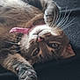 animal, black_background, cat, close_up, collar, cute, domestic_animal, feline, fur, green_eyes, indoor, lying_down, paw, pet, pink_nose, relaxed, soft_lighting, tabby, texture, whiskers