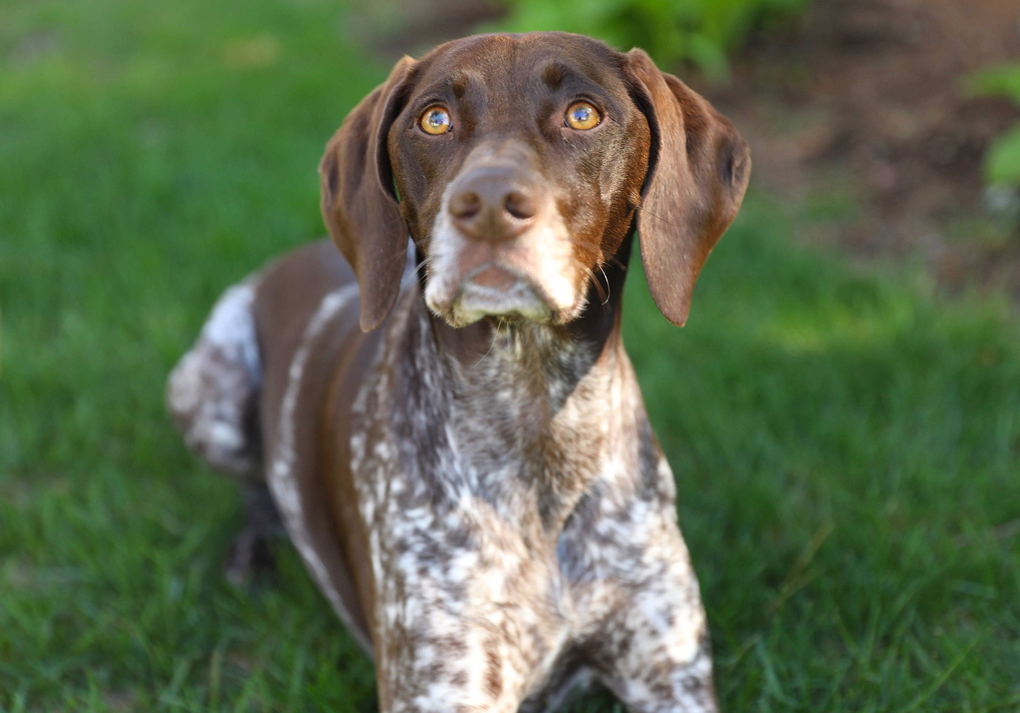 Finley is registered to the contest to win money with this photo: brown, canidae, carnivore, collar, companion_dog, dog, dog_breed, dog_collar, fawn, grass_family, hound, liver, mammal, meadow, pet_supply, pointing_breed, snout, sporting_group, working_animal, working_dog
