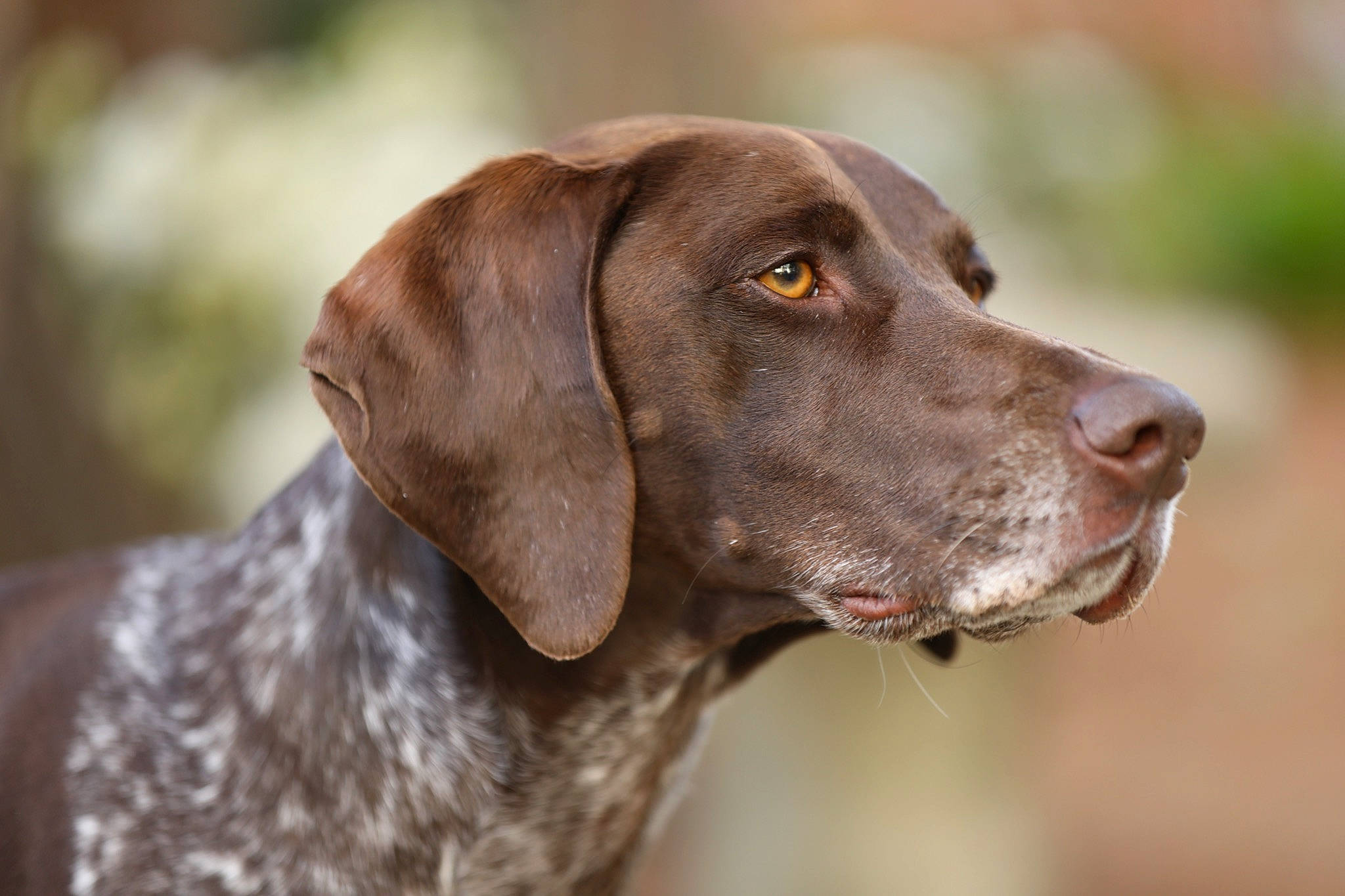 Finley is registered to the contest to win money with this photo: blue_lacy, brown, canidae, carnivore, collar, companion_dog, dog, dog_breed, dog_collar, fawn, gun_dog, liver, old_danish_pointer, pointing_breed, skin, snout, sporting_group, working_animal, working_dog