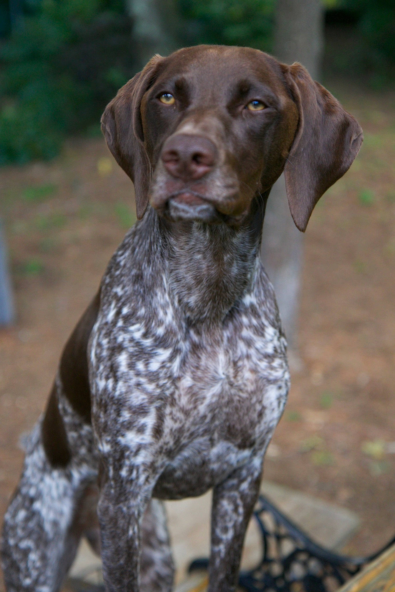 Finley is registered to the contest to win money with this photo: brown, canidae, carnivore, collar, companion_dog, dog, dog_breed, dog_collar, fawn, gun_dog, liver, mammal, pointing_breed, skin, snout, sporting_group, working_animal, working_dog