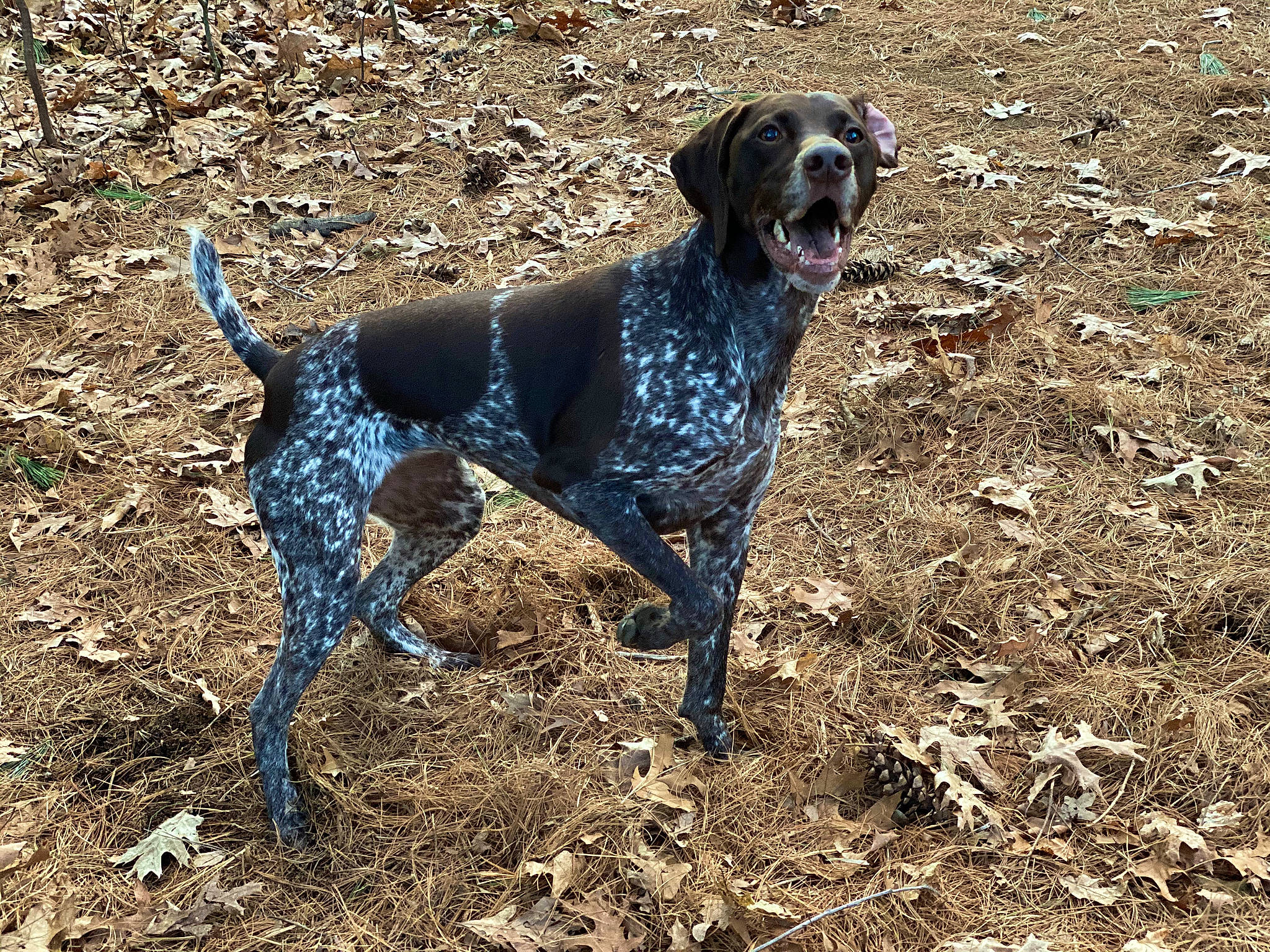 Finley is registered to the contest to win money with this photo: borador, canidae, carnivore, collar, companion_dog, dog, dog_breed, dog_collar, gun_dog, liver, mammal, old_danish_pointer, pointing_breed, snout, soil, sporting_group, tail, working_animal, working_dog