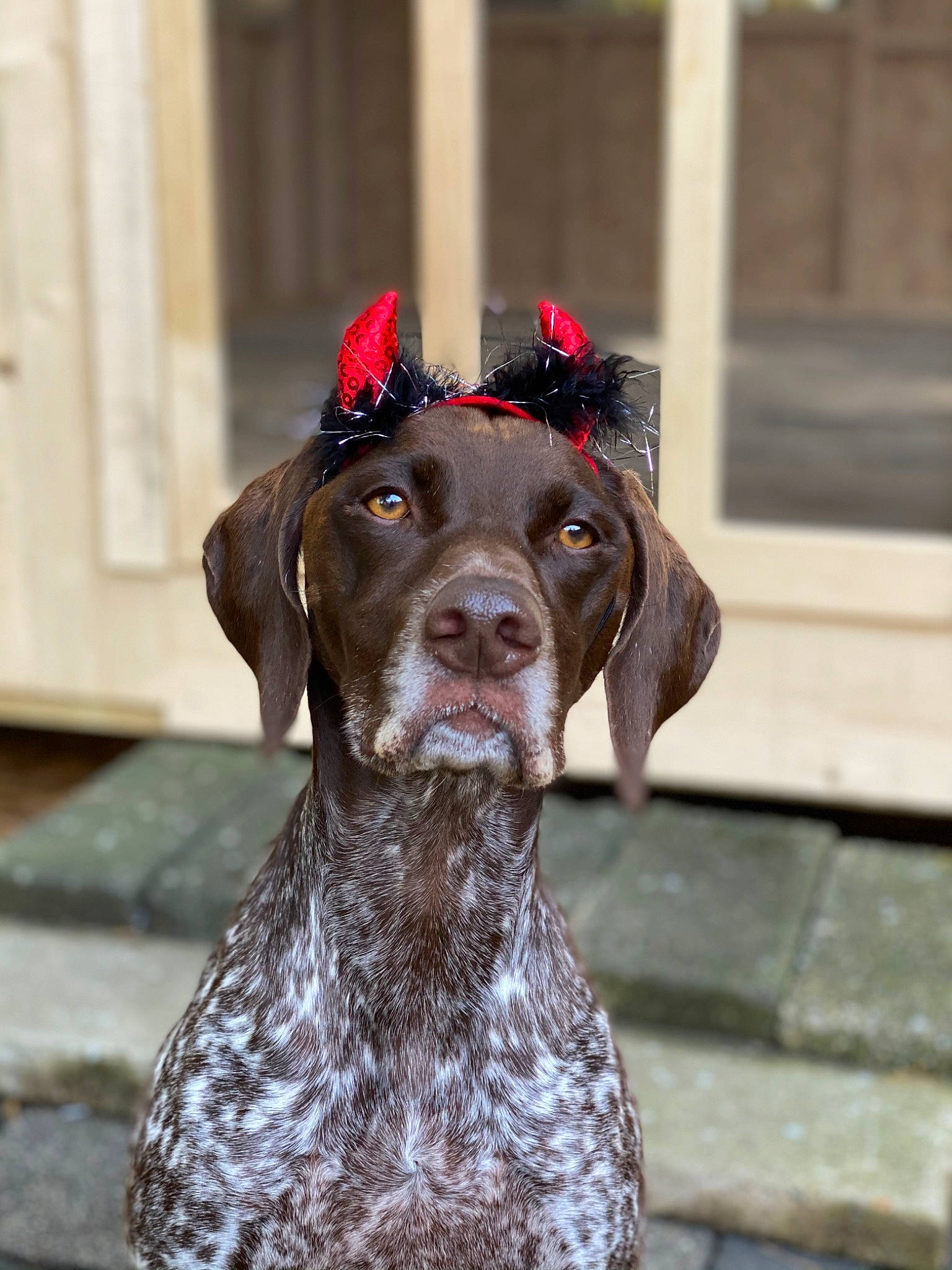 Finley is registered to the contest to win money with this photo: braque_francais, brown, canidae, carnivore, collar, companion_dog, dog, dog_breed, dog_collar, gun_dog, liver, pet_supply, pointing_breed, snout, sporting_group, working_animal, working_dog