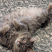 Grayson Robertson joined the competition — help win amazing prizes! belly_up, cat, close_up, cozy, domestic_cat, ear, eye, feline, fluffy, gray_cat, indoor, long_hair, lying_down, on_rug, patterned_rug, pet, portrait, relaxed, sleepy, whiskers