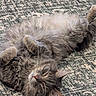belly_up, cat, close_up, cozy, domestic_cat, ear, eye, feline, fluffy, gray_cat, indoor, long_hair, lying_down, on_rug, patterned_rug, pet, portrait, relaxed, sleepy, whiskers
