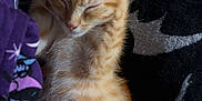 Beans is registered to the contest to win money with this photo: kitten, cat, sleeping, orange_tabby, fur, pet, animal, closeup, cozy, blanket, pattern, rest, cute, whiskers, paw, young, domestic_cat, feline, relaxation, soft