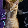 kitten, cat, sleeping, orange_tabby, fur, pet, animal, closeup, cozy, blanket, pattern, rest, cute, whiskers, paw, young, domestic_cat, feline, relaxation, soft