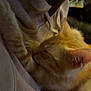 Beans is registered to the contest to win money with this photo: person, hoodie, cat, kitten, orange_tabby, sleeping, hand, comfort, indoor, warm_lighting, closeup, soft_texture, affection, cozy, pet, animal, young_cat, cuddle, furry, resting