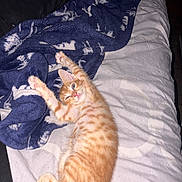 Beans joined the competition — help win amazing prizes! kitten, cat, orange_tabby, stretching, bed, blanket, cozy, feline, cute, pet, sleepy, fur, paws, indoor, resting, animal, domestic_cat, whiskers, pink_paw_pads, relaxed