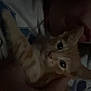 Beans is registered to the contest to win money with this photo: kitten, cat, pet, orange_tabby, animal, face, eyes, person, hand, holding, close_up, indoor, dark, shadow, cute, feline, young, comfort, affection, portrait