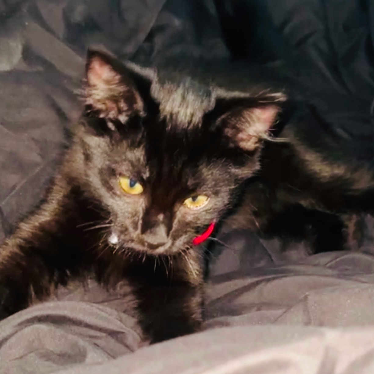 Onyx participe au concours pour gagner de l'argent avec cette photo : abyssinian, animal, blackcat, blanket, brasssection, cat, couch, egyptiancat, furniture, horn, kitten, manx, musicalinstrument, pet