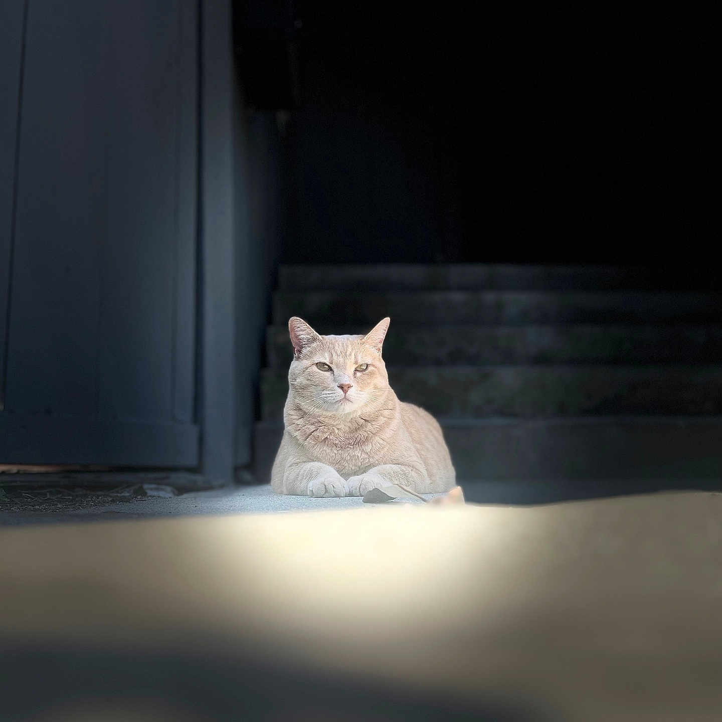 Anita is registered to the contest to win money with this photo: abyssinian, angora, animal, architecture, building, cat, hardwood, house, housing, indoors, kitten, lighting, manx, nature, night, outdoors, pet, siamese, staircase, wood