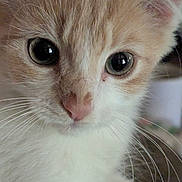 Shadow is registered to the contest to win money with this photo: kitten, cat, close_up, fur, whiskers, eyes, pet, animal, cute, young, face, nose, ears, indoor, curious, soft, mammal, feline, adorable, portrait