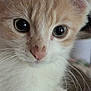 kitten, cat, close_up, fur, whiskers, eyes, pet, animal, cute, young, face, nose, ears, indoor, curious, soft, mammal, feline, adorable, portrait