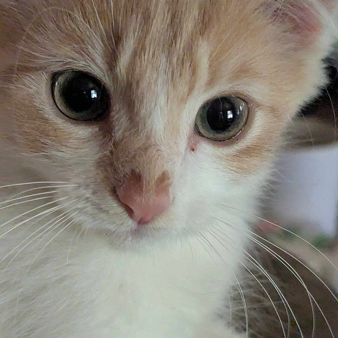 Shadow is registered to the contest to win money with this photo: adorable, animal, cat, close_up, curious, cute, ears, eyes, face, feline, fur, indoor, kitten, mammal, nose, pet, portrait, soft, whiskers, young