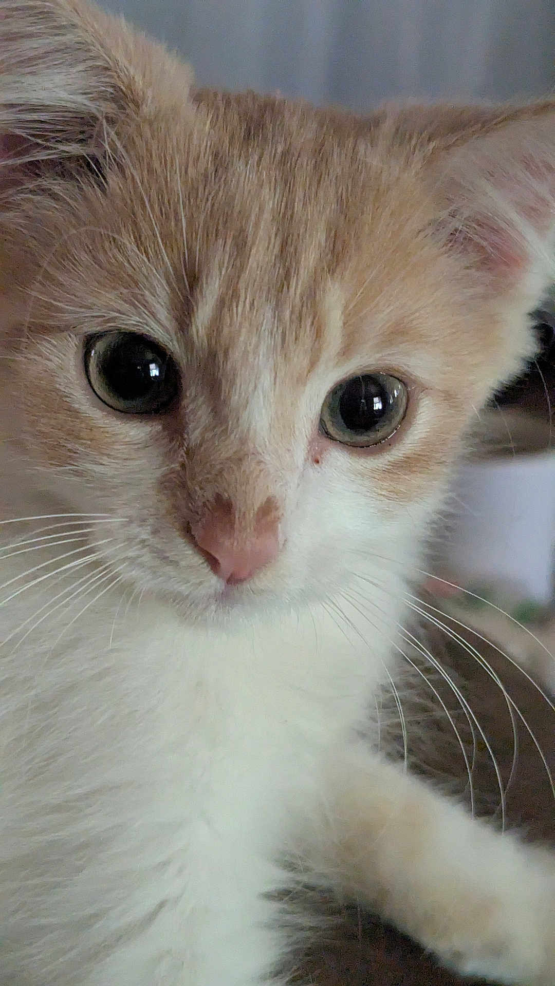 Shadow is registered to the contest to win money with this photo: kitten, cat, close_up, fur, whiskers, eyes, pet, animal, cute, young, face, nose, ears, indoor, curious, soft, mammal, feline, adorable, portrait